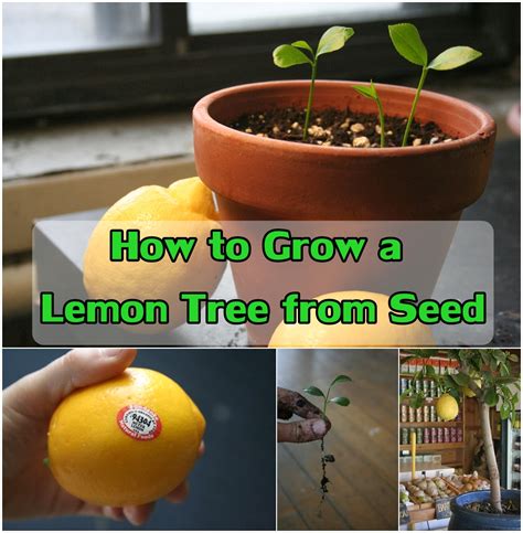 How To Grow A Lemon Tree From Seed Diy Craft Projects