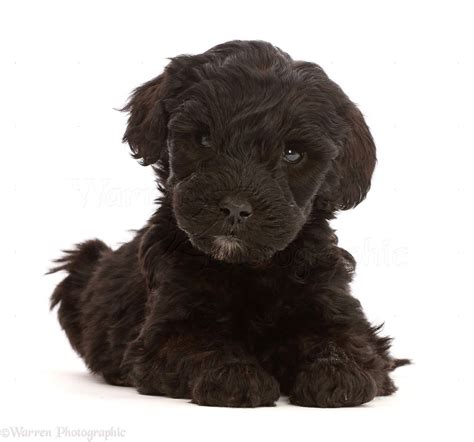 Dog Black Labradoodle Puppy Photo Wp47796