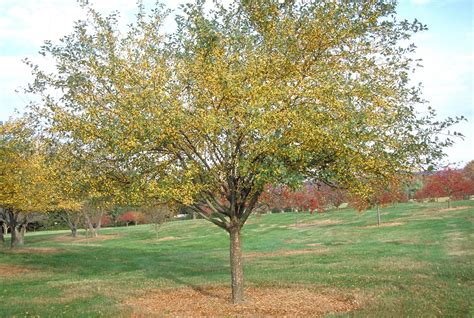 Malus X Harvest Gold Flowering Crabapple 2 In Trees Siteone