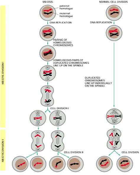 Diagram Of Meiosis And Mitosis Normal Cell Division With One Pair Of