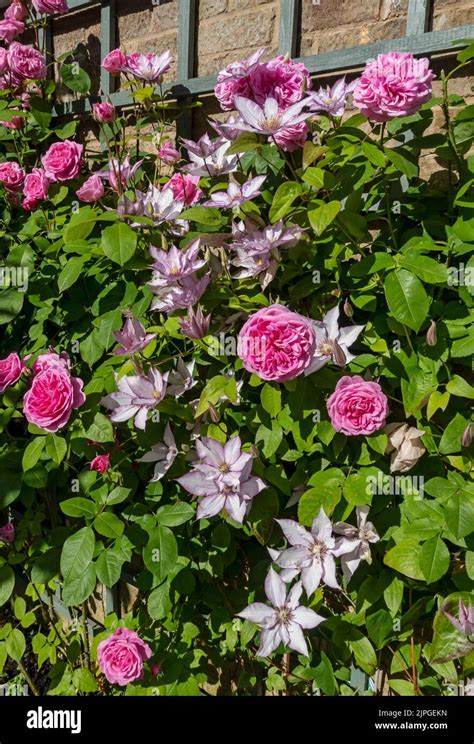 Gertrude Jekyll Rose Climber Hi Res Stock Photography And Images Alamy