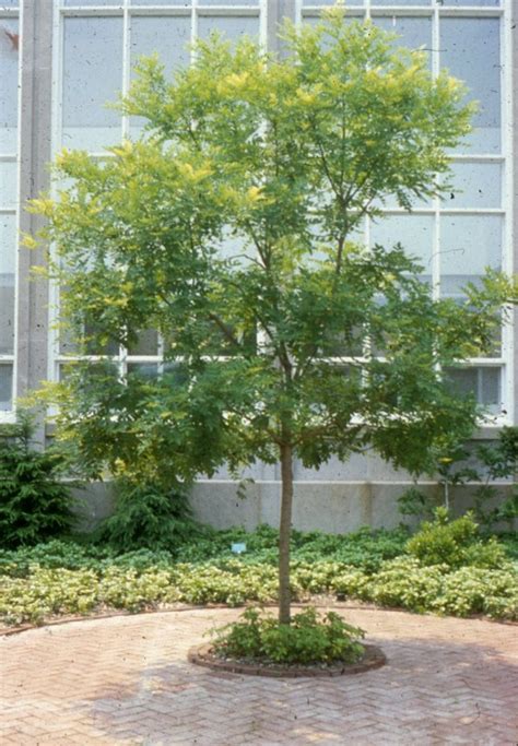 The fruit is a delicious natural cross between several varieties of plums and cherries, including bing and stella cherries, just to name a few. Sophora japonica