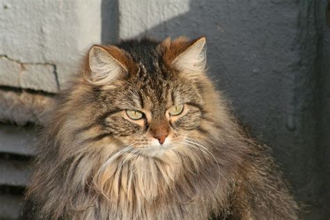 Free Images Fauna Pets Whiskers Vertebrate Siberian Cute Cat