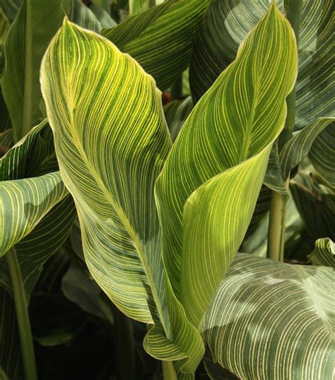 Usda plant hardiness zones 4 through 9 as perennials) symbolize so many things in cultures around the world, from purity, fertility and devotion, to passion, pride and wealth. Wow Plants for Your Summer Garden: Tropicanna Canna Lilies ...