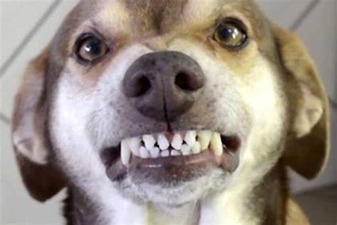 20 cachorro memes ranked in order of popularity and relevancy. Morre um dos memes mais queridos do Brasil, o cachorro Ninão | Metropolitana FM