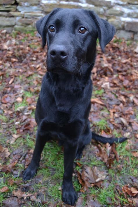 Labrador pups chocolate akc/ofa shots, wormed and vet checked dad may be seen at web site, please. Trained Male Black Labrador For Sale | Sheffield, South ...