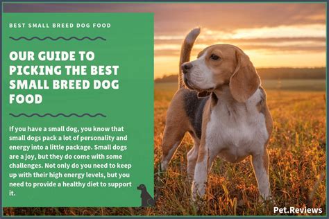 10 Best Healthiest Small Breed Dry Dog Food Brands For 2019