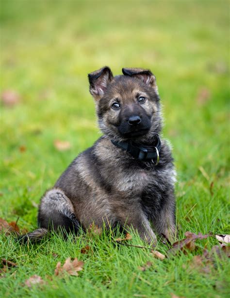 The Sable German Shepherd Explained German Shepherd Dog Hq
