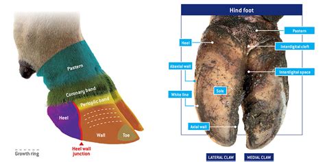 Wave Goodbye To Pain Foot Anatomy And Biomechanics