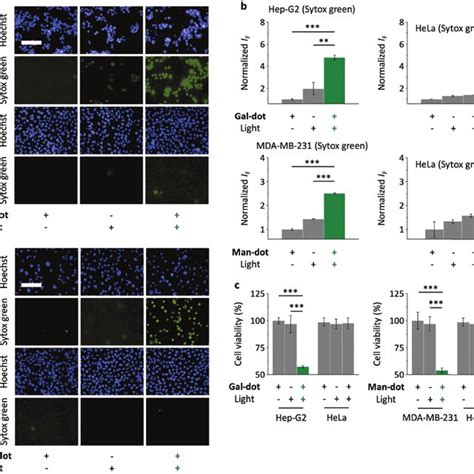 Fluorescence Imaging A And Quantification B Of Hep G2 Hela And