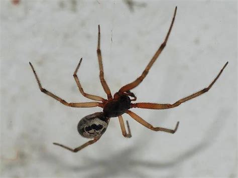 False Widow Spiders Set To Invade British Homes This Winter The