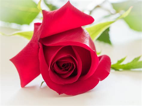 Desktop Wallpapers Red Roses Flowers Closeup 2560x1920
