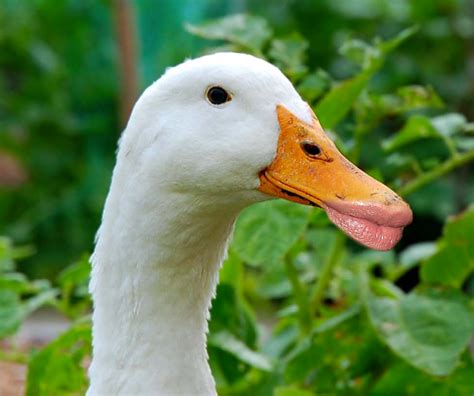 10 Ducks With Human Lips Human Duck Lips