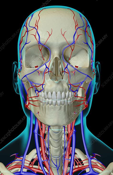 The Blood Supply Of The Head Neck And Face Stock Image F0018138