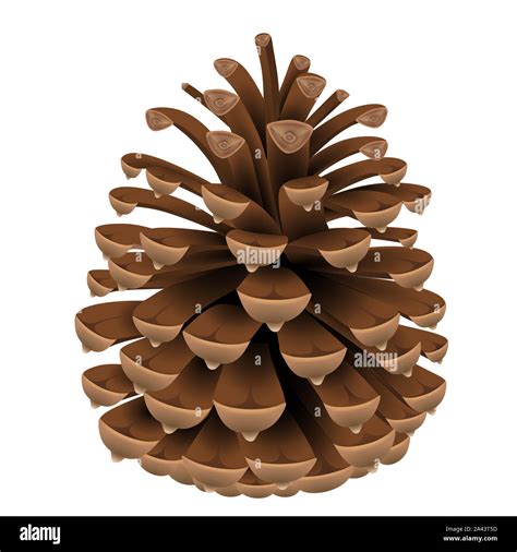 Isolated Pine Cone Illustration Stock Photo Alamy