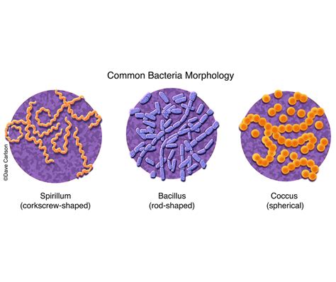 Common Bacteria Morphology Carlson Stock Art