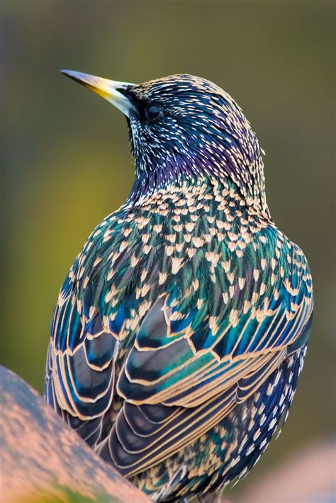 The Most Beautiful And Colourful Birds You Have Ever Seen