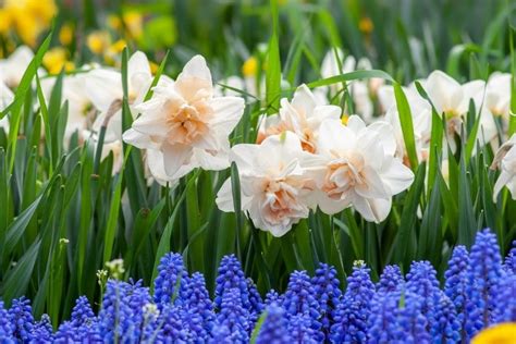 Plant Fall Bulbs Now For Spring Color Nc Cooperative Extension