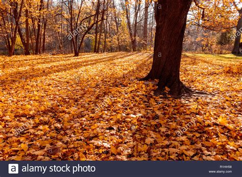 Autumn Leaves And Colours High Resolution Stock Photography And Images