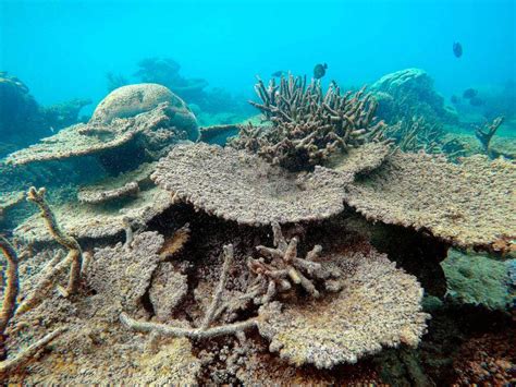 Great barrier reef liveaboards because one day on australia's great barrier reef is never enough! Panorama: Australien: Klimawandel wirkt sich auf das Great ...