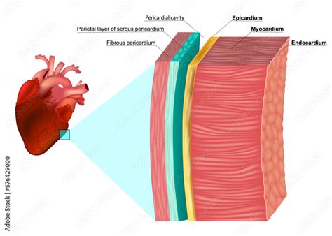 Vecteur Stock The Layers Of The Heart Wall Anatomy Myocardium