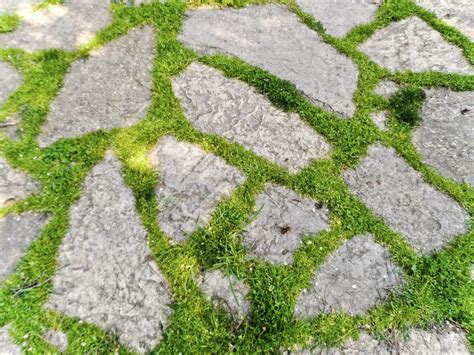 Ground Cover Plants Between Pavers: Best Plants To Grow Within Pavers