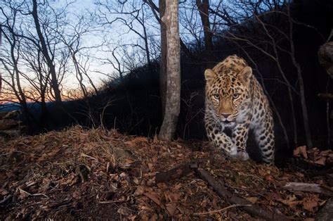 The Most Endangered Big Cat In The World Wild View