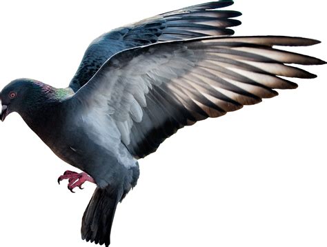 Pigeon Png Transparent Image Download Size 2383x1800px