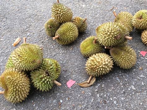Suria Helang Lui Joys Of Hulu Langat Durian Season