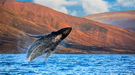 Maui Whale Watching - Best Maui Whale Watches - Maui Tickets for Less