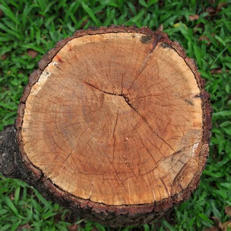 Common Methods Of Stump Removal Ppm Tree Service