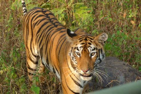 Sundarbans National Park In West Bengal Times Of India Travel