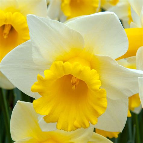 Descubra Kuva Bulbes Narcisses En Gros Thptnganamst Edu Vn