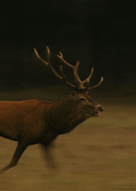 Red Deer  By Head Like An Orange Find And Share On Giphy