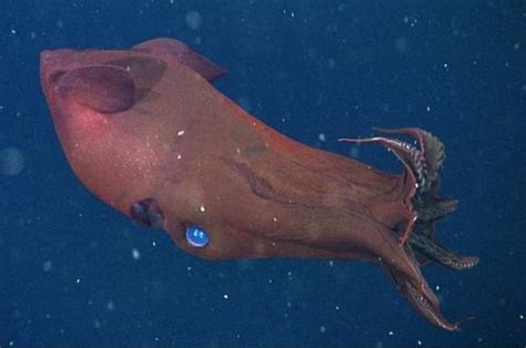 Vampire Squid Feeds Upon Waste Blasts Eggs Slashgear
