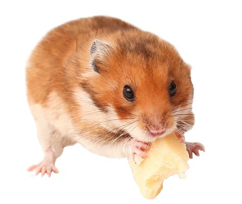 Can Hamsters Eat Cheese Only Hamster
