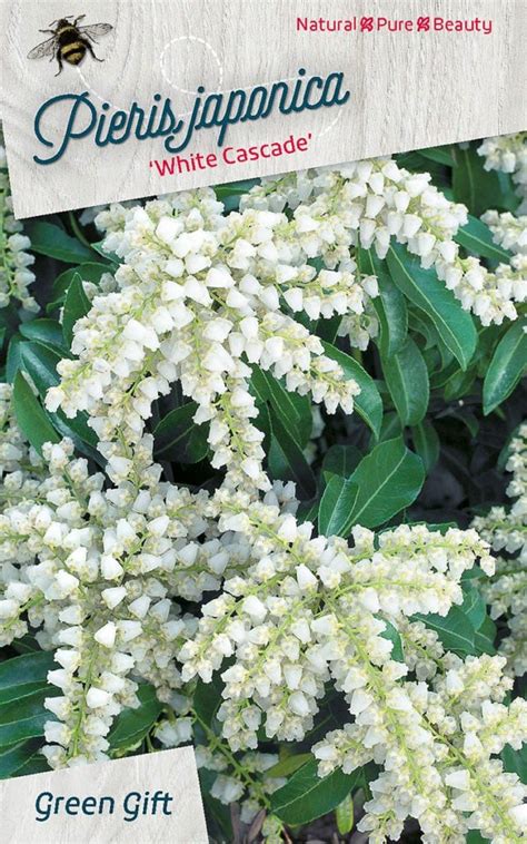 Check spelling or type a new query. Pieris japonica 'White Cascade' - Braspenning