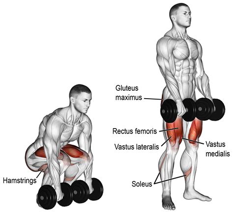 Comment effectuer le soulevé de terre aux haltères ? | Workout guide