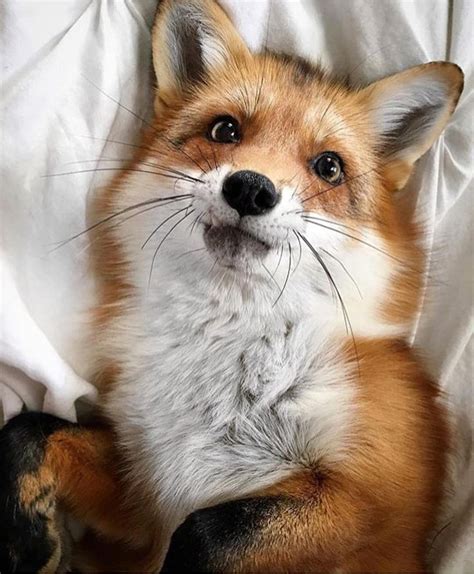 Juniper The Red Fox By Juniperfoxx On Instagram Animals Cute Animals