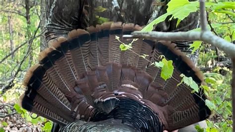 Spring 2022 Eastern Turkey Hunt In The Ozark Mountains Arkansas YouTube