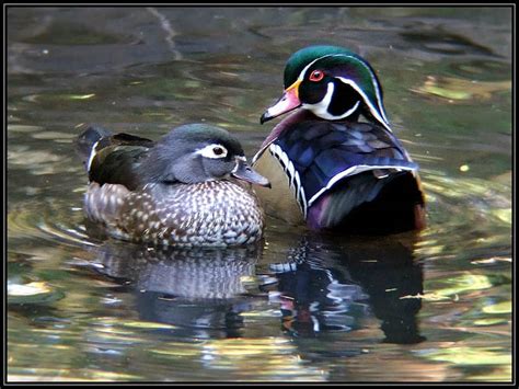 Latest Funny Pictures Wood Ducks Beautiful