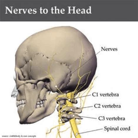 Your neck is like no other part of the vertebral spinal column and enables your head and neck a wide range of motion. Neck Anatomy Pictures Bones, Muscles, Nerves