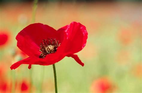 All other public holidays such as queen's birthday and labour day are individually declared by the state and territory governments. Remembrance Day in Australia