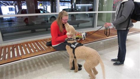 Oregon state police announced on sunday they are asking for the public's help in identifying the suspect. SERVICE DOG REUNITED WITH OWNER!!! (4.8.15) - YouTube