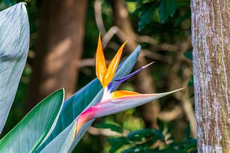 Bird Of Paradise Flower Strelitzia Types How To Grow And Care