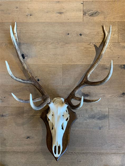 Large Antler Wall Decor Find The Best Deals On Old Favorites And New