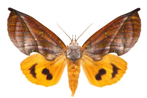20 Moth Species More Beautiful Than Butterflies