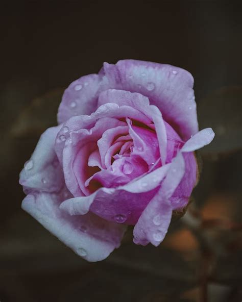 Pink Rose In Bloom · Free Stock Photo