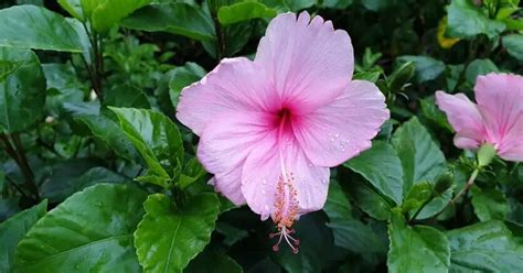 How To Plant Hibiscus Seeds Detailed Guide