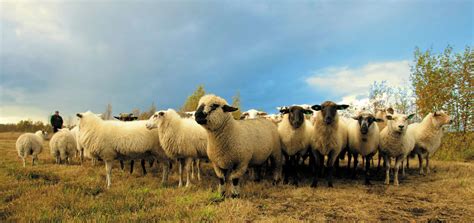 By katerina lorenzatos makris ~ animal issues reporter spoke with mariza christodoulou, vice president of the panhellenic animal welfare and environmental federation in greece during a. Wool - Animal Issues - Animal Encyclopedia